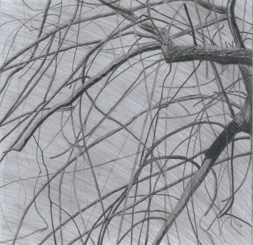 Willow Tree. Matthew Theobald.